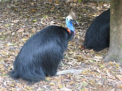137 Cairns Tropical Zoo